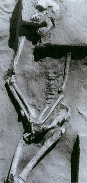 Homo Erectus and The Aborigines The Turkana Boy skeleton shown at the side is the best preserved example of Homo erectus that has so far been discovered. The in