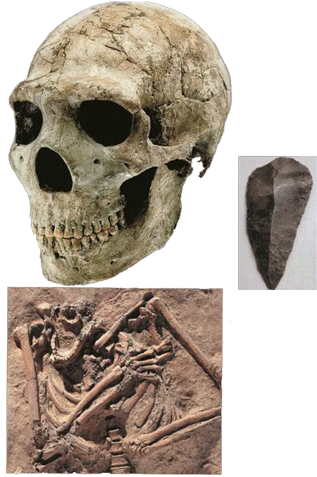 Neanderthals: A Human Race To the side is shown the Homo sapiens neanderthalensis Amud I skull, found in Israel. The owner is estimated to have been 1.80 meters