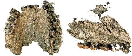 çene fosili