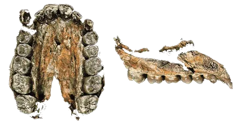 Al 666-1: A 2.3-Million-Year-Old Human Jaw Fossil AL 666-1 was found in Hadar in Ethiopia, together with A. afarensis fossils. This 2.3-million-year-old jaw bon