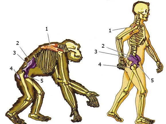 1. Scapula 2. Sacroiliac joint 3. Ilium 4. Ischium 5. Pubis The human skeleton is created to walk upright. Ape skeletons, however, with their forward-leaning st