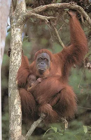 Apes' hands and feet are curled in a manner suited to living in trees.