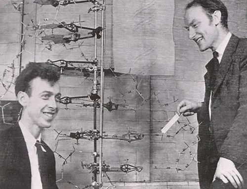 When Watson and Crick discovered the structure of DNA, they revealed that life was much more complicated than had previously been thought.