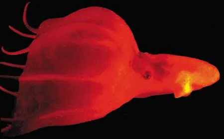 According to the "tree of life" proposed by evolutionists, octopuses are some of the remotest creatures from man. But the octopus eye has exactly the same struc