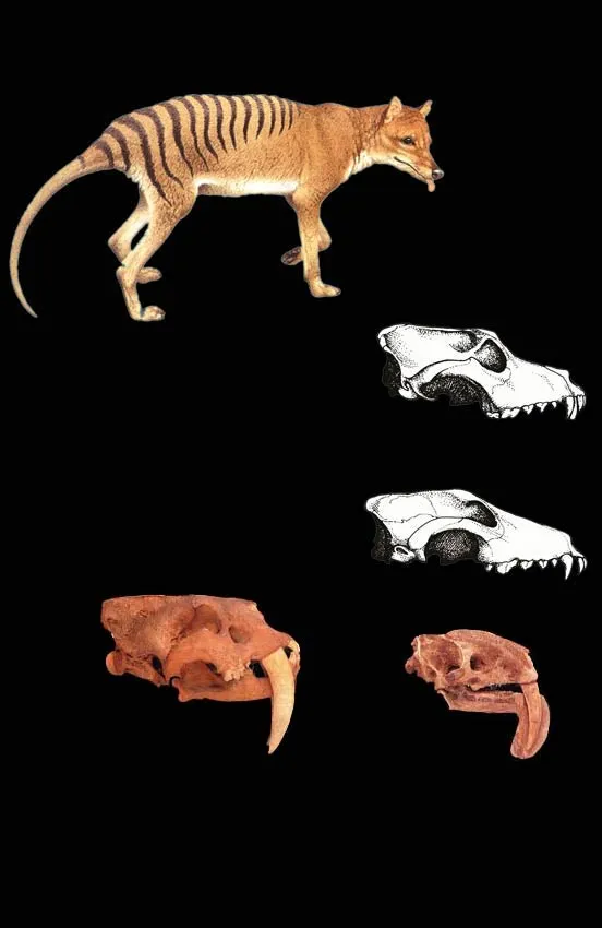 Mammal Twins That Defy Homology The presence of "twin" species between marsupial and placental mammals deals a serious blow to the claim of homology. For exampl