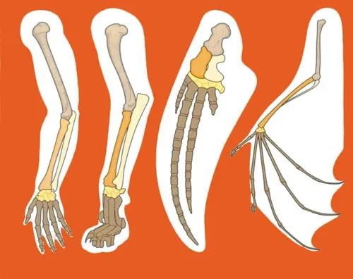 The fact that almost all land-dwelling vertebrates have a five-toed or "pentadactyl" bone structure in their hands and feet has for years been presented as "str