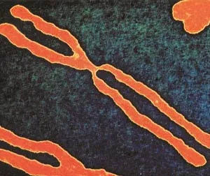 Comparisons of chromosome numbers and DNA structures show that there is no evolutionary relationship between different living species.