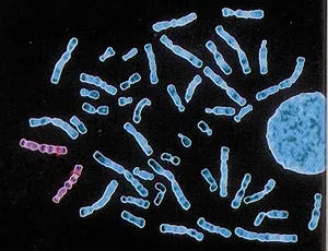 On the molecular level no organism is the "ancestor" of another, or more "primitive" or "advanced" than another.