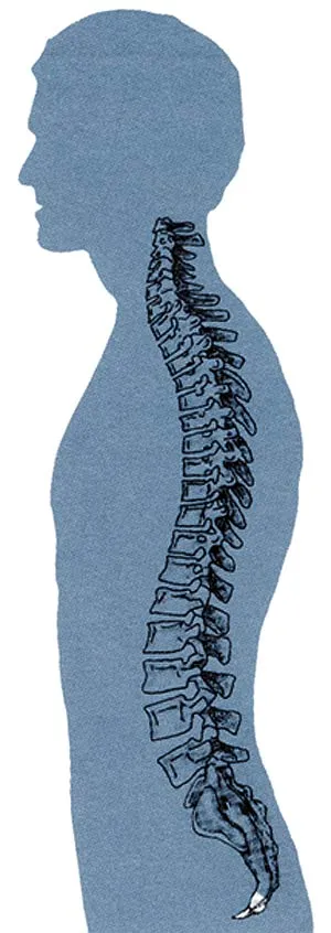 The coccyx at the lower end of the vertebral column is also not a vestigial organ but provides an attachment for our pelvic organs so that they will not collaps