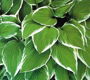 Plants form the fundamental basis of life on earth. They are an indispensable condition for life, as they provide food and release oxygen to the air.