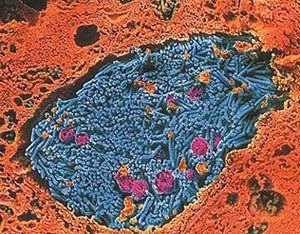 The evolutionist hypothesis that prokaryotic cells (left) turned into eukaryotic cells over time has no scientific basis to it.