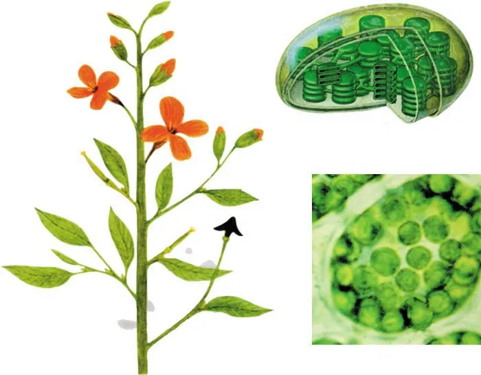 Chloroplast Chlorophyll Plant cells carry out a process that no modern laboratory can duplicate—photosynthesis. By means of the organelle called the "chloroplas