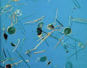 Free-swimming algae in the ocean.