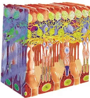 The human eye works by some 40 different parts functioning together. If just one of these is not present, the eye will serve no purpose. Each of these 40 parts 