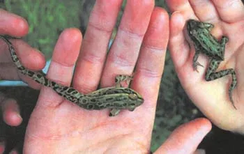Mutant frogs born with crippled legs.
