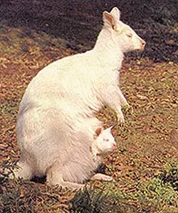 The picture above shows an albino kangaroo with its young. A mutation occurring in its genes led to this kangaroo lacking color-giving pigment.
