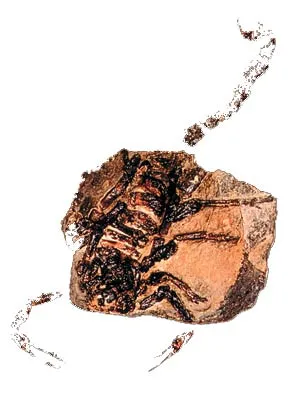 140-million-year-old dragonfly fossil found in Bavaria in Germany. It is identical to living dragonflies. An insect fossil in amber, some 170 million years old,