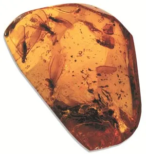 termit fosili