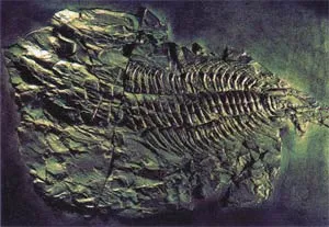 A fossil from the Cambrian Age