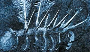 Hallucigenia