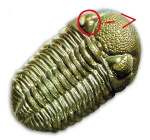 trilobit fosili