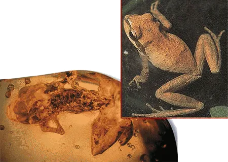 There was no "evolutionary" process in the origin of frogs. The oldest known frogs were completely different from fish, and emerged with all their own peculiar 