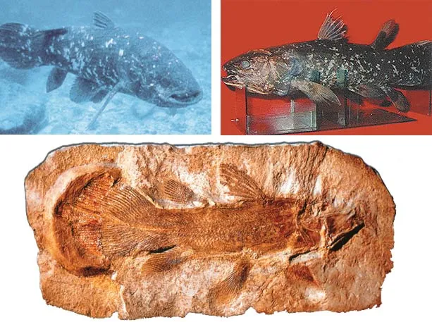 When they only had fossils of coelacanths, evolutionary paleontologists put forward a number of Darwinist assumptions regarding them; however, when living examp