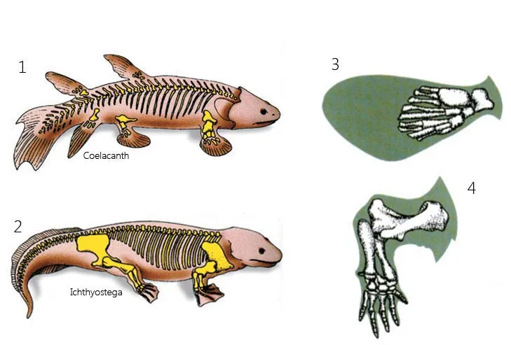 bones are not attached to the backbone bones are attached to the backbone Coelacanth's fin Ichthyostega's feet The Difference Between Fins and Feet The fundamen