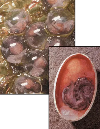 Different Eggs One of the inconsistencies in the amphibian-reptile evolution scenario is the structure of the eggs. Amphibian eggs, which develop in water, have