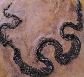 An approximately 50 million-year-old python fossil of the genus Palaeopython.