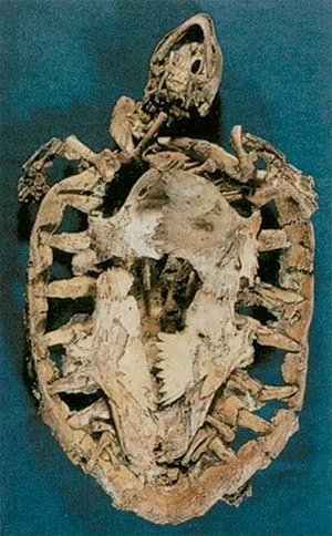 kaplumbağa fosili