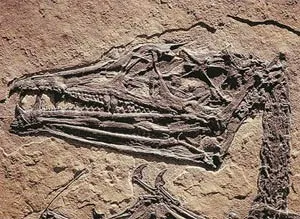 A Eudimorphodon fossil, one of the oldest species of flying reptiles. This specimen, found in northern Italy, is some 220 million years old.