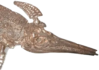 200-million-year-old ichthyosaur fossil.