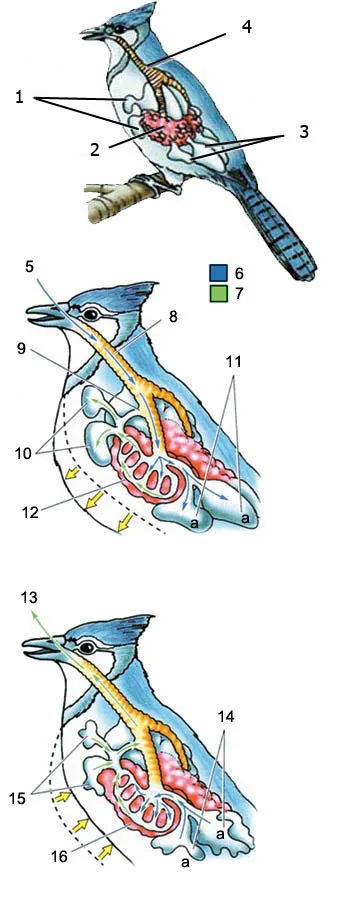 13. Stale air 14. Fresh air moves out of the rear air sacs to the lungs. 15. Stale air is expelled from the front air sacs. 16. Lung Birds' Special Respiratory 