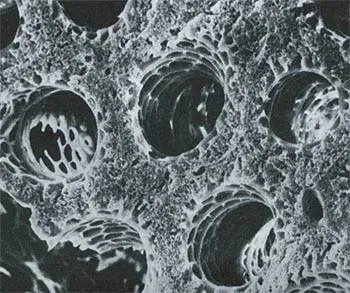 Parabronchial tubes, which enable air to circulate in the right direction in birds' lungs. Each of these tubes is just 0.5 mm. in diameter.