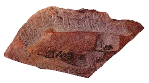 An Eusthenopteron foordi fossil from the Later Devonian Age found in Canada.
