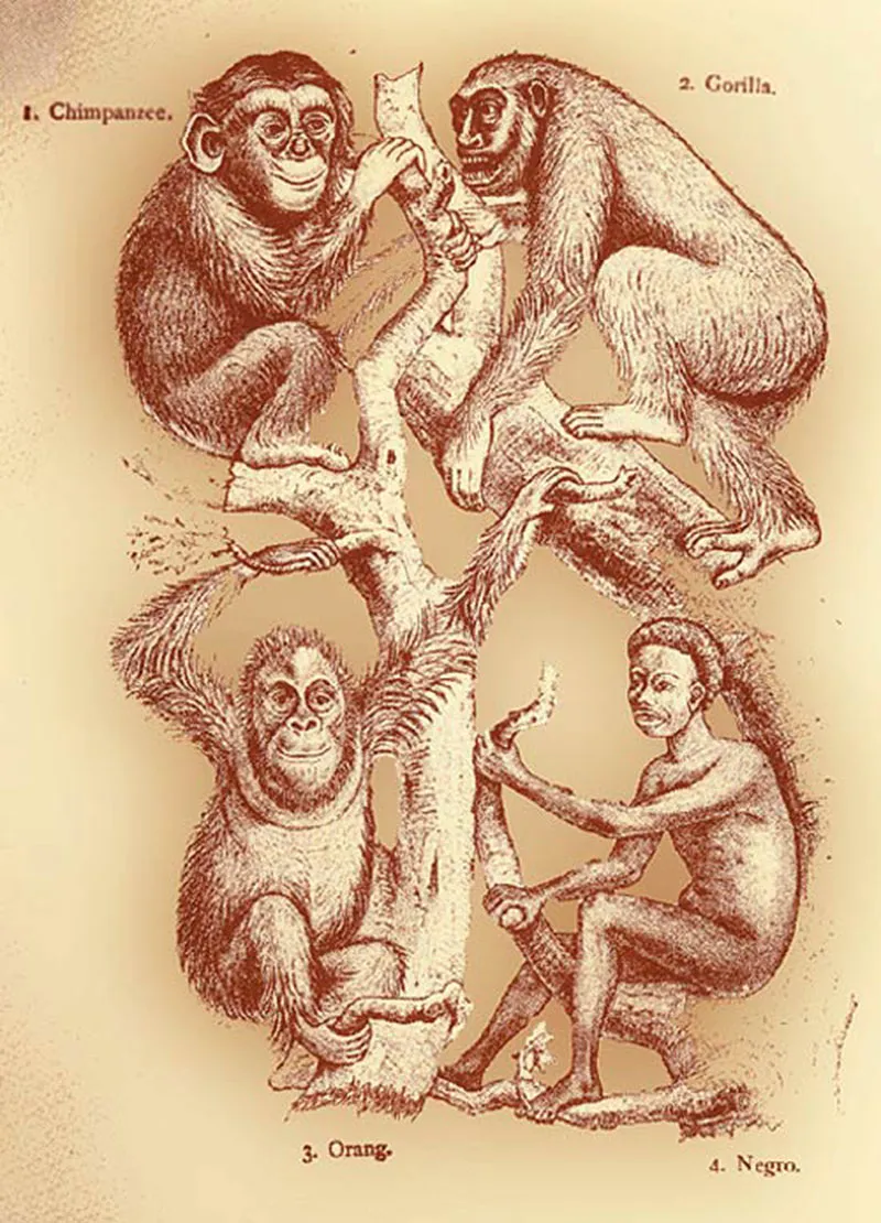 Racism, Which Equates Africans With "Apes" This drawing reflects the theory of Social Darwinism which developed in the 19th century. The branches of the tree co