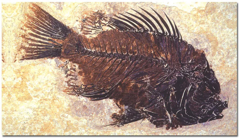 This fossil fish, 50 million years old, is evidence that fish have always remained as fish.