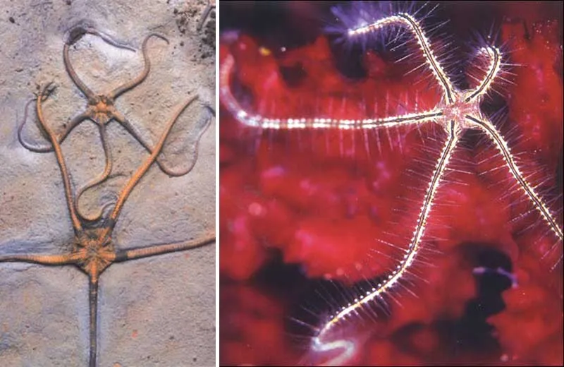 A 150-million-year-old fossil brittlestar showing that these echinoderms have not changed at all for millions of years.