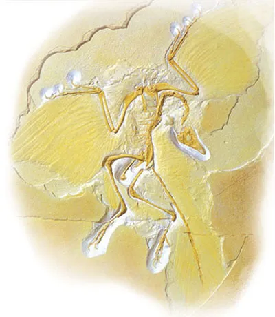 ARCHAEOPTERYX is a fully-fledged bird.