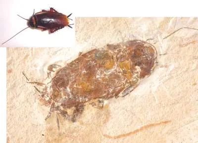 A 125-million-year old fossil cockroach represents a heavy blow to the theory of evolution, which claims that living things are in a constant state of developme