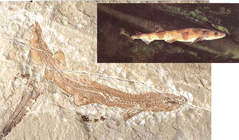 Confronted by this fossil, which lived 95 million years ago and is identical to present-day sharks, Darwinists have no alternative but to admit that their theor