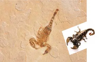 110-million-year-old scorpion fossil.