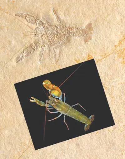 There is no difference between lobsters living today and this 208- to 146-million-year-old fossil