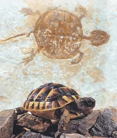 This 120-million-year-old fossil tortoise is proof that tortoises are not descended from other living things, never underwent any intermediate stages, and have