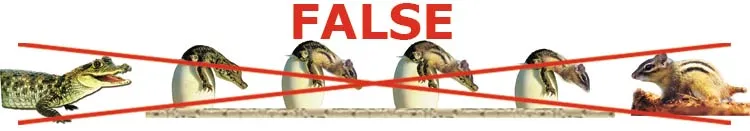 All the living creatures in the fossil record appear intact and in their perfect forms. For instance, before crocodiles and squirrels, there exist no fossils be
