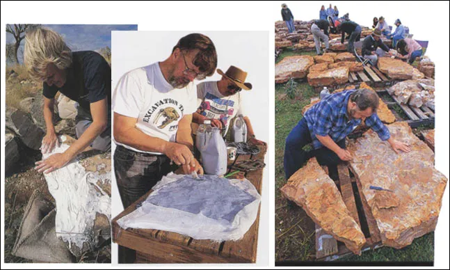 During transportation, sometimes fossils have to be protected by plastering. In the picture is shown how a fossil bone is covered by plaster. (left and middle)
