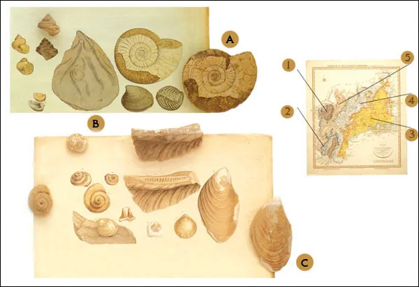 The first maps drawn by William Smith, the founder of British geology, contributed greatly to the development of modern geology. A) Some fossil samples collecte