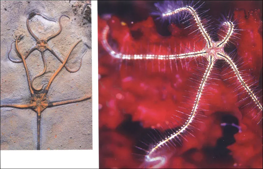 At times, fragile organisms may also get fossilized under extraordinary conditions. Pictured is a starfish from the Jurassic period (206 to 144 million years ag