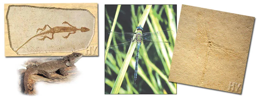 A 200-million-year-old tuatara lizard, and the same lizard alive today. (left) A dragonfly fossil, 150 million years old. It is the same as the dragonflies of o